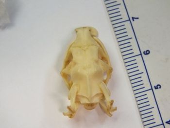 Media type: image;   Herpetology R-6675